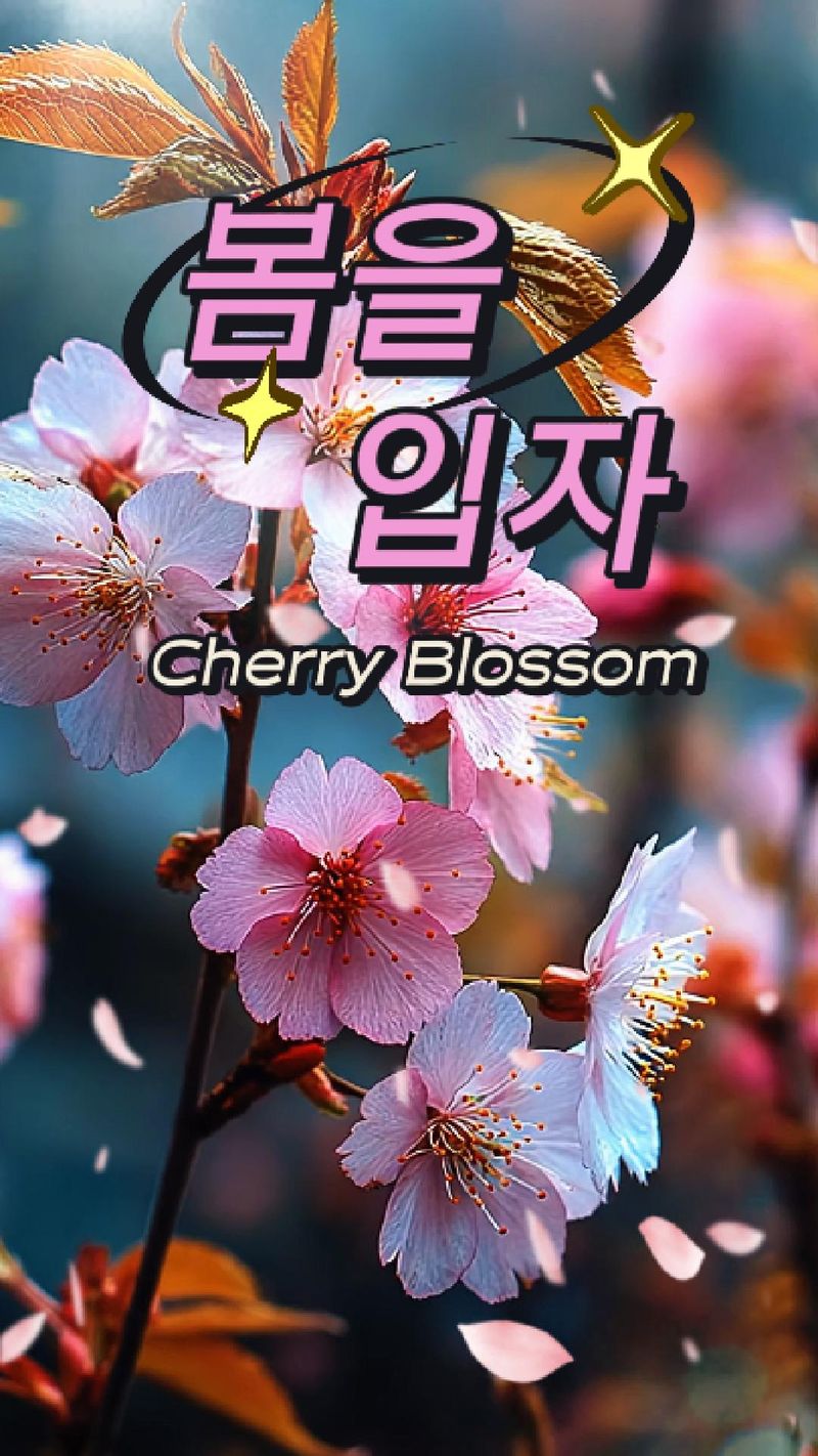 봄을 입자 Cherry Blossom